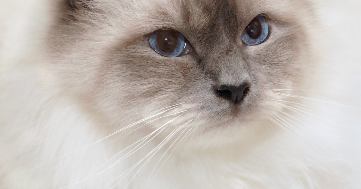 Birman