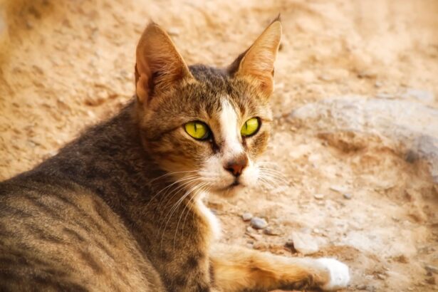 Arabian Mau