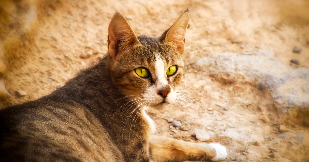 Arabian Mau
