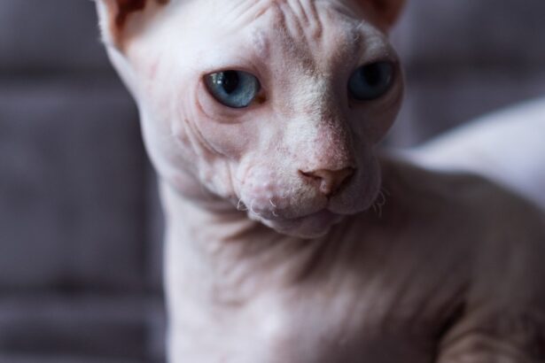 Bambino