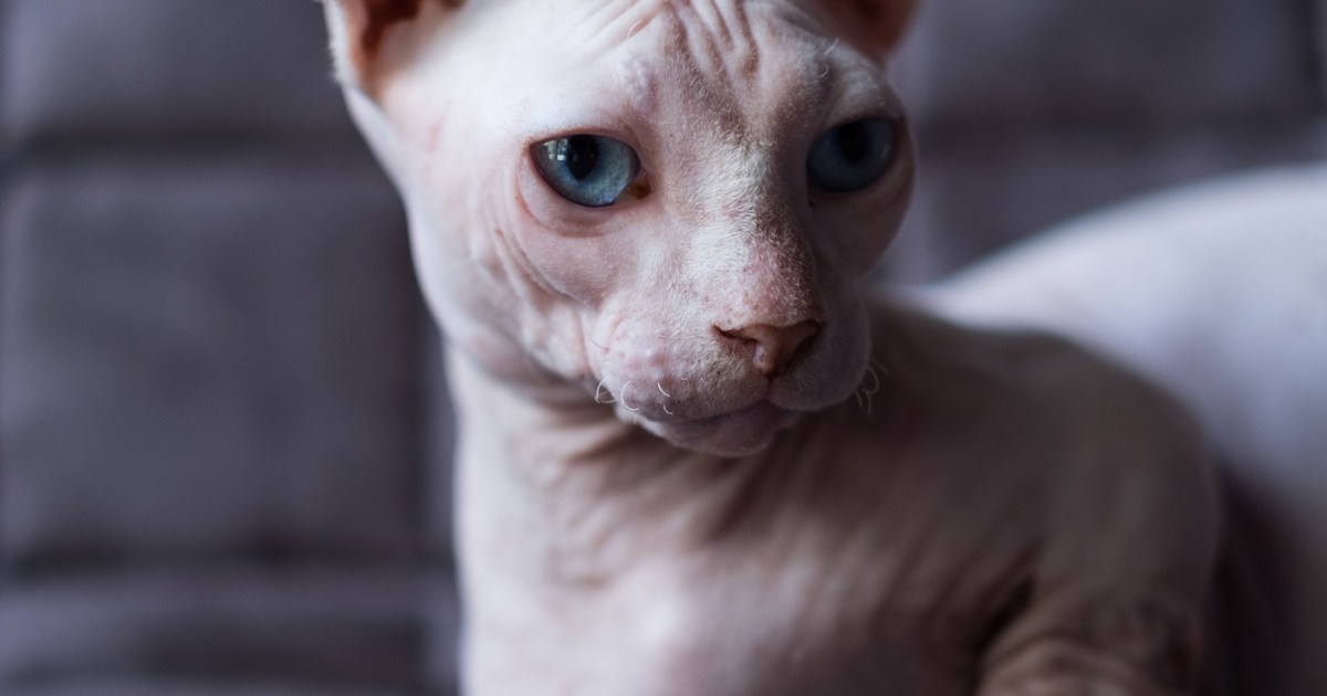 Bambino