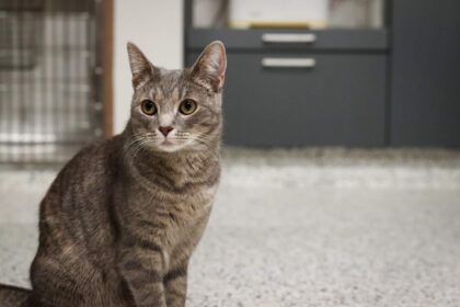 GoodVets Cat At Vet
