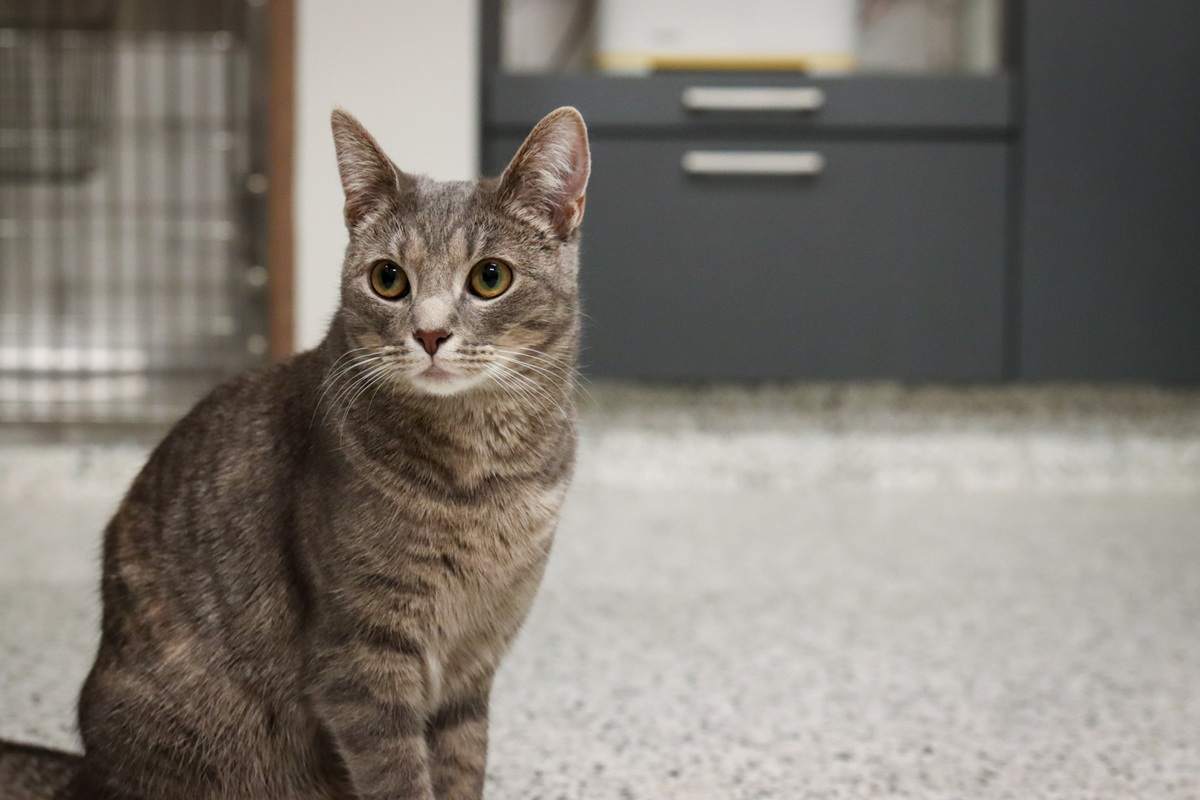 GoodVets Cat At Vet