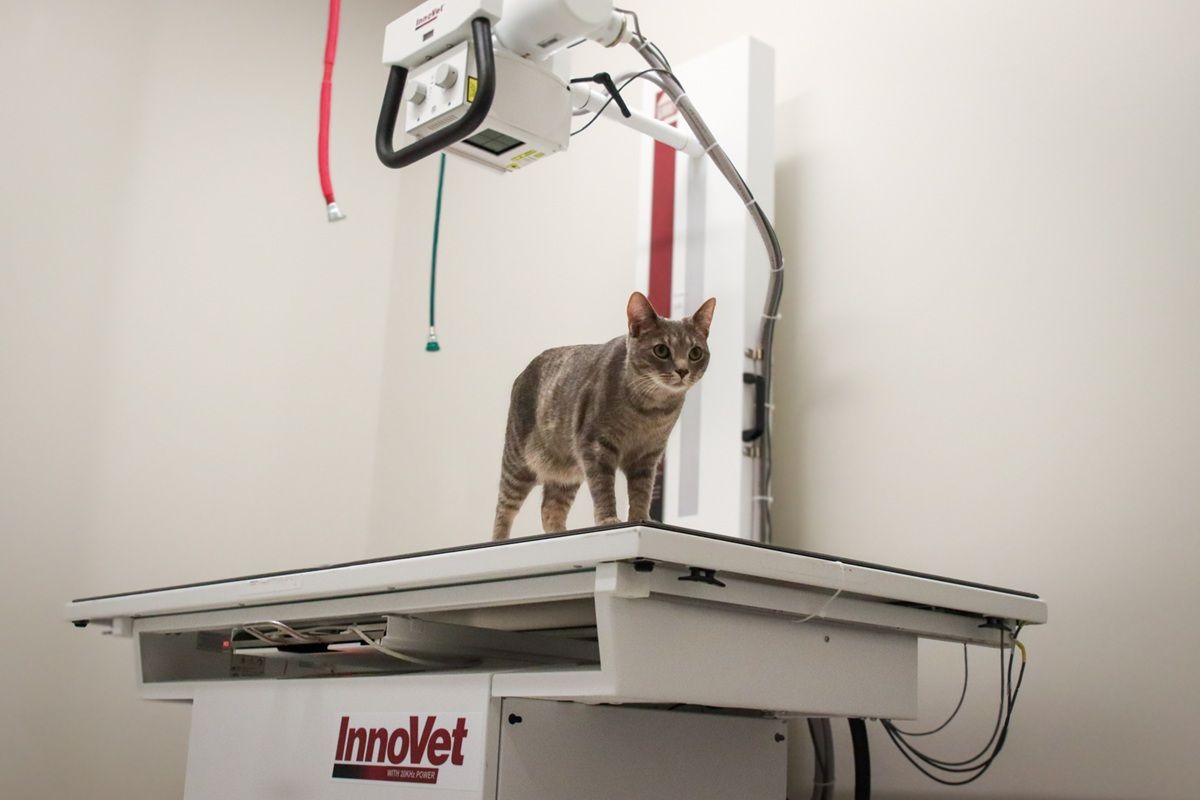 GoodVets Cat At Vet