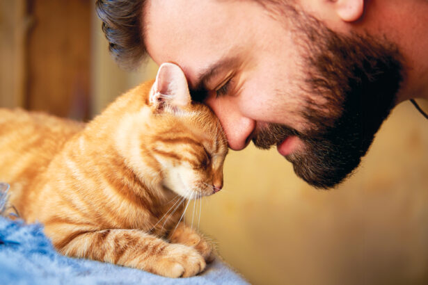 Why Do Cats Headbutt? - Modern Cat