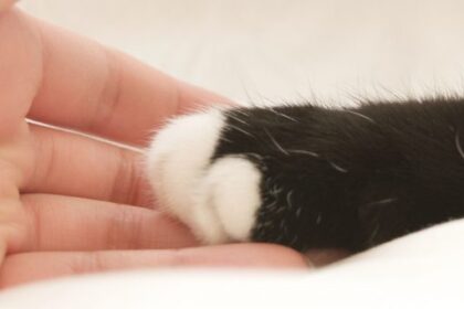 How to Build Your Cat's Trust – Feline Behavior Solutions