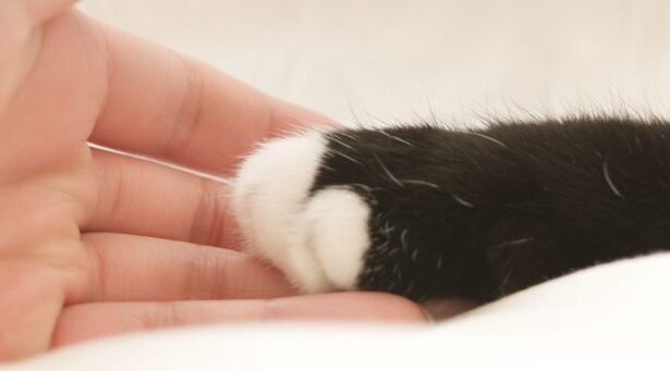 How to Build Your Cat's Trust – Feline Behavior Solutions