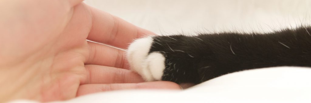 How to Build Your Cat's Trust – Feline Behavior Solutions
