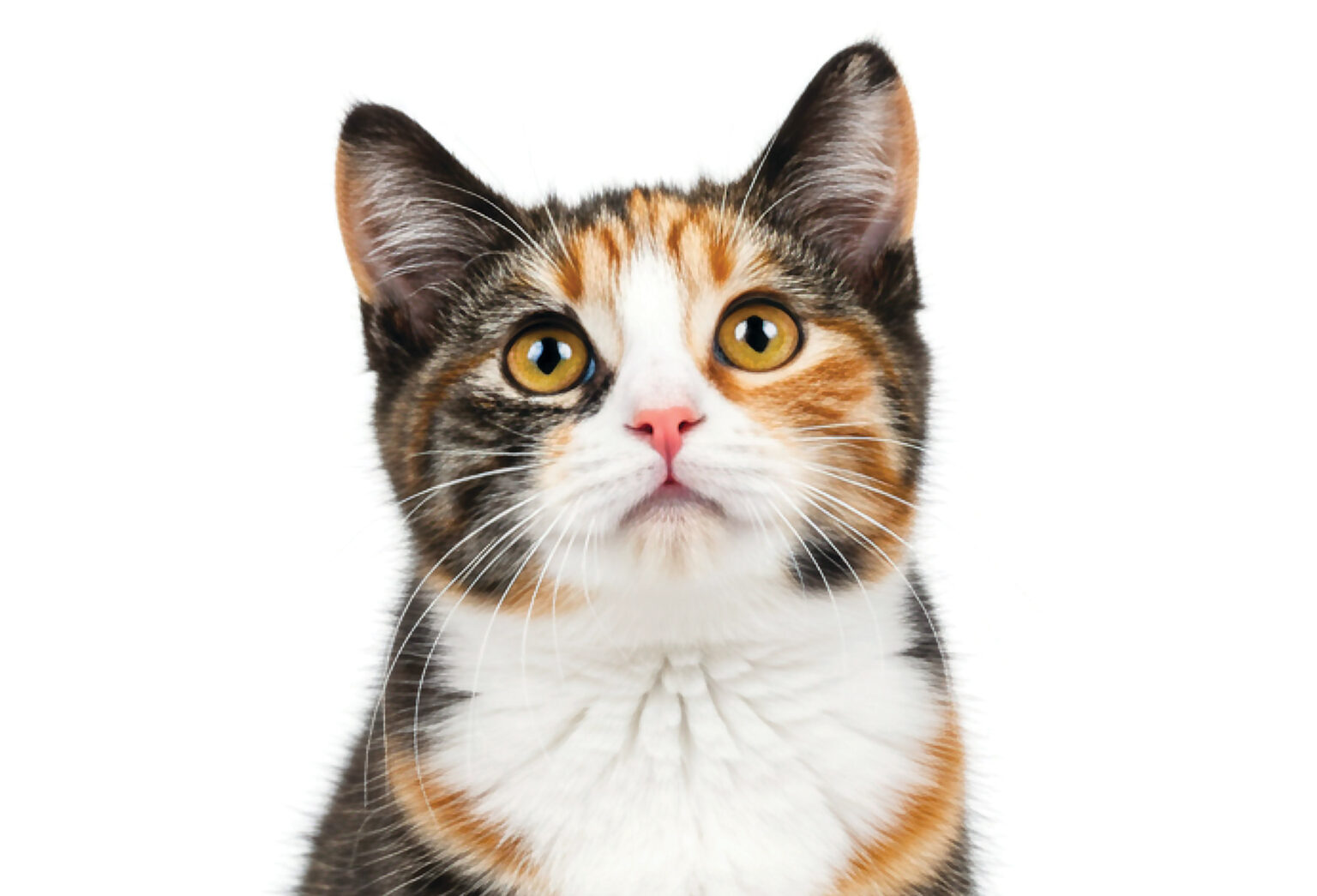 How Cats Experience the World
