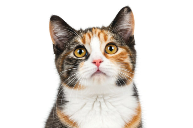 How Cats Experience the World