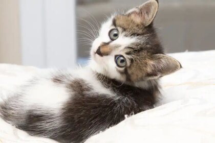 How do I choose a healthy kitten?