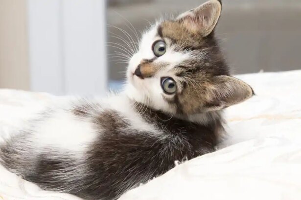 How do I choose a healthy kitten?