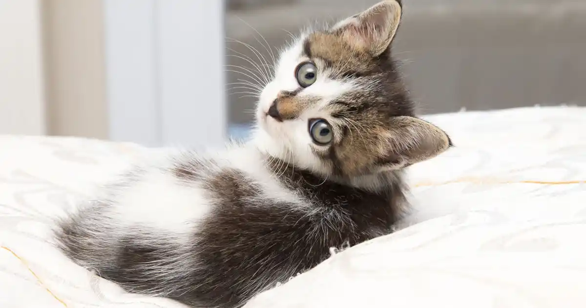 How do I choose a healthy kitten?