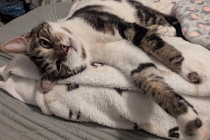 Cats Protection Reports 71% Increase in Abandonments - Urges Pet Owners to Seek Help