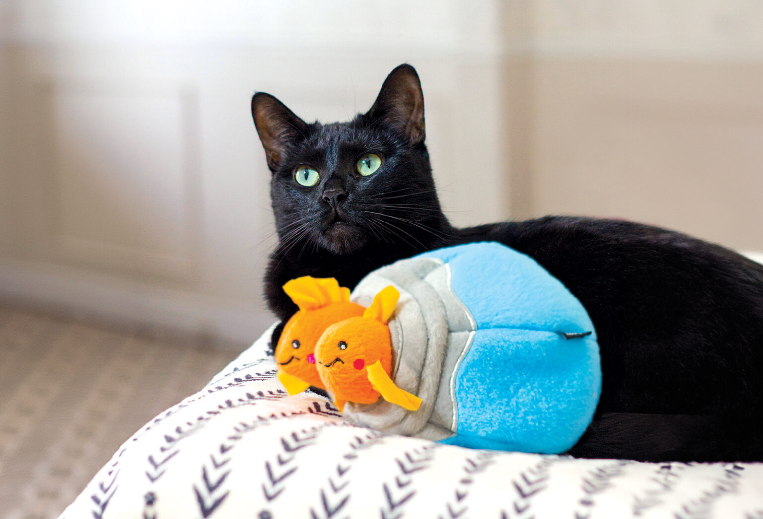 Mental Stimulation for Cats: Activity Ideas for Happy Cats!