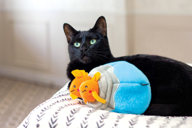 Mental Stimulation for Cats: Activity Ideas for Happy Cats!