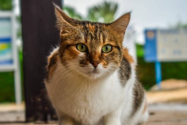 What to do if you find a stray animal: PDSA tips for helping lost pets