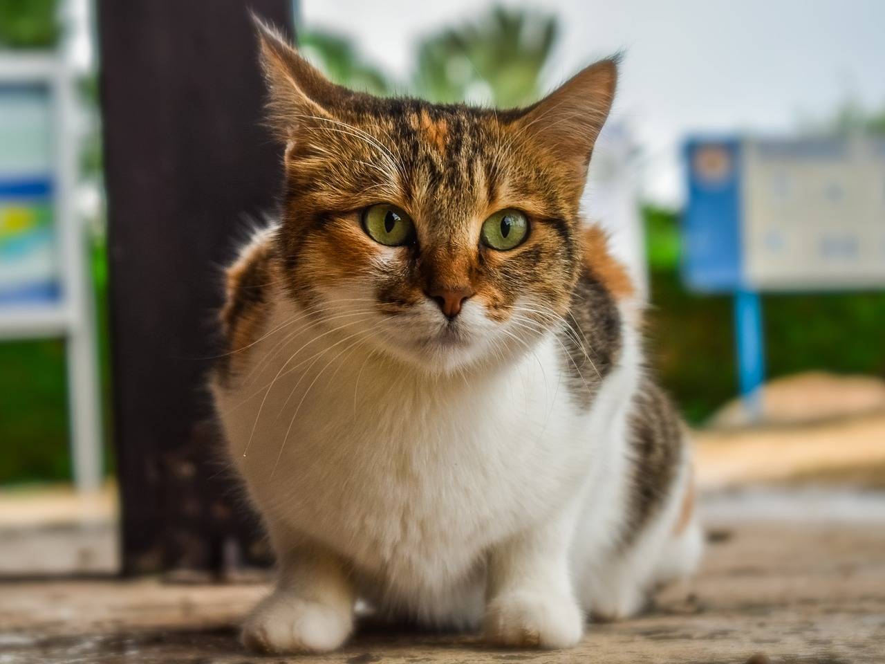 What to do if you find a stray animal: PDSA tips for helping lost pets