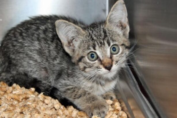 Kitten Takes 25-mile Ride Inside Minivan_s Front Bumper - Google Search