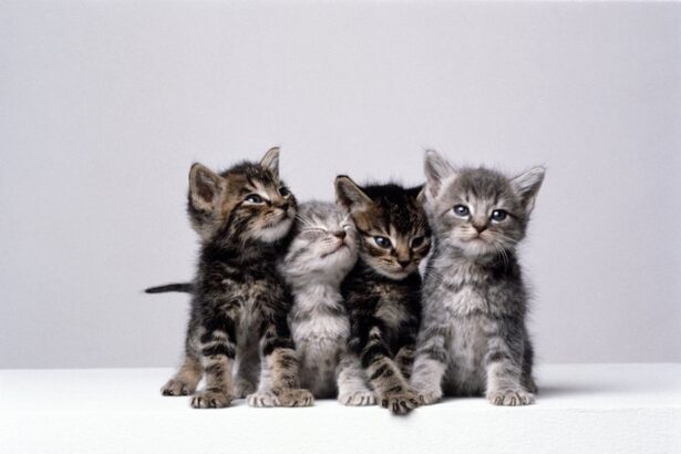 I'm Afraid I Won't Love My Kitten When He Grows Up And Becomes A Cat