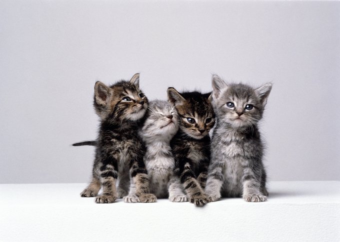 I'm Afraid I Won't Love My Kitten When He Grows Up And Becomes A Cat