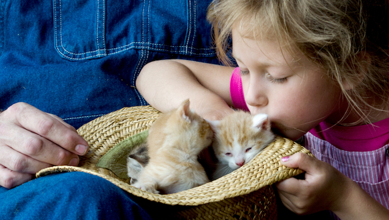 Kittens & What To Expect: 5 Essential Tips For When You Adopt