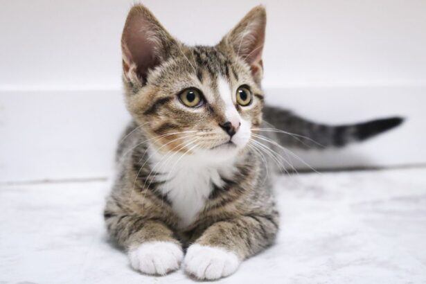 Kittens