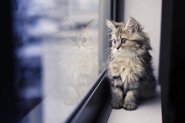 Dear Kitten: I’m Not Ready To Accept That You’re Almost A Cat