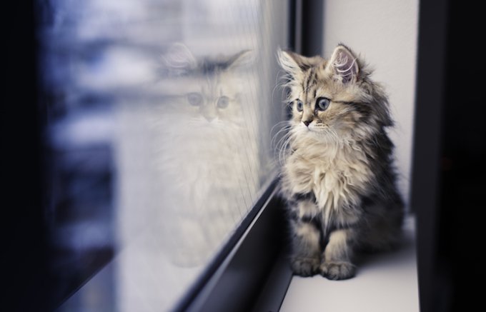 Dear Kitten: I’m Not Ready To Accept That You’re Almost A Cat