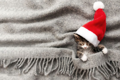 All I want for the Holidays… A Kitten’s Wish List