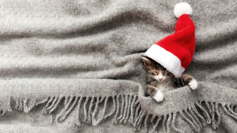 All I want for the Holidays… A Kitten’s Wish List
