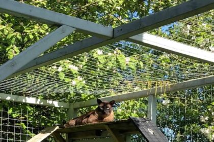 The Benefits of Having a Cat Run: Health and Behavioural Improvements