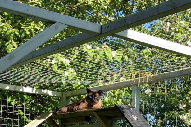 The Benefits of Having a Cat Run: Health and Behavioural Improvements