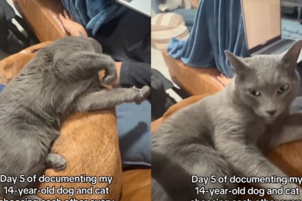 Cat Curls up on Senior Dog, Showing They’d Pick Each Other Every Day