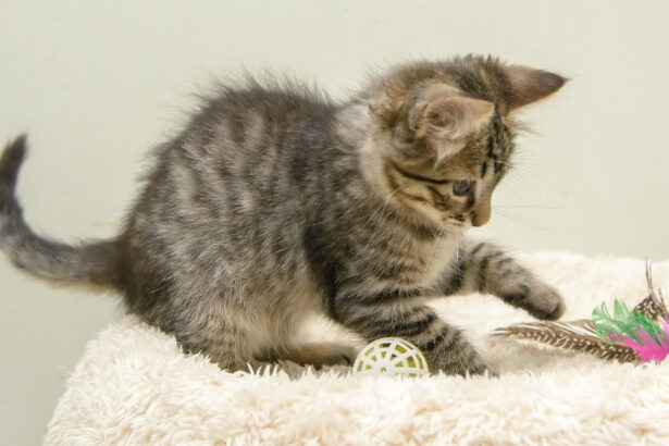 One Is the Loneliest Number: Single Kitten “Syndrome” Behaviors