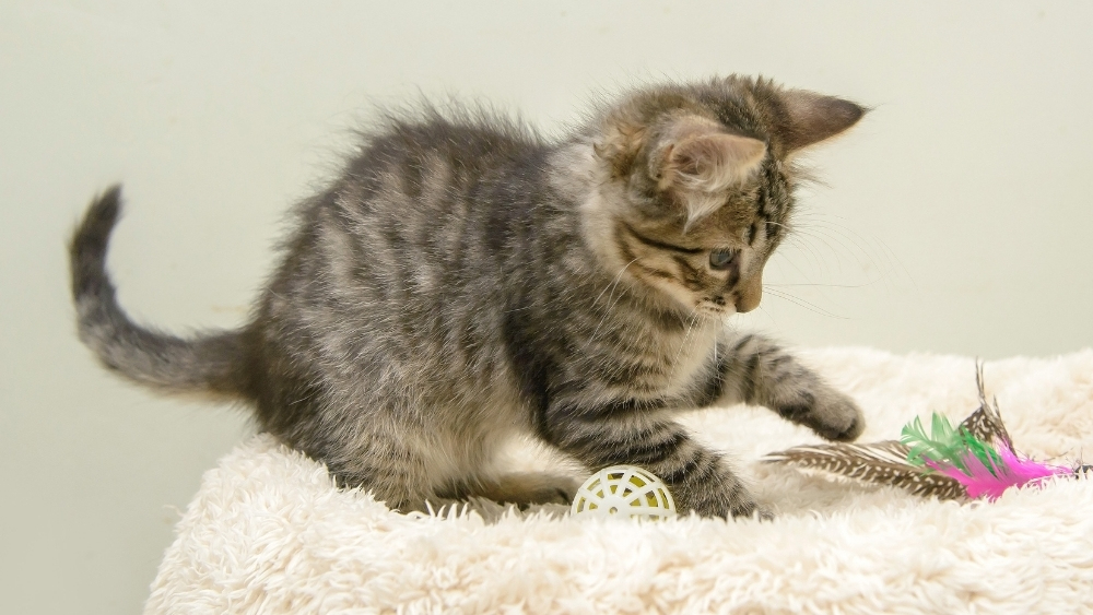 One Is the Loneliest Number: Single Kitten “Syndrome” Behaviors