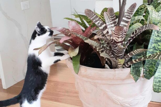 Pablo biting plants due to boredom