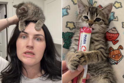Foster Kitten's Bedtime Routine Will Melt Your Heart