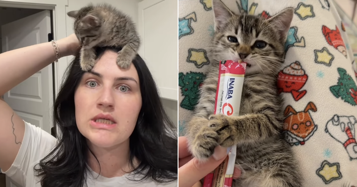Foster Kitten's Bedtime Routine Will Melt Your Heart