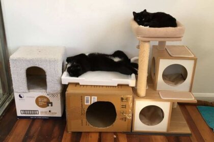 Why Does My Cat Run Around at Night? Top 10 Reasons