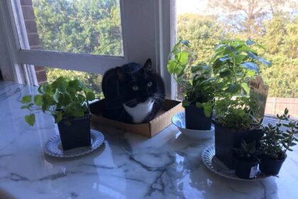 11 Ways to Prevent Your Cat from Peeing in the House
