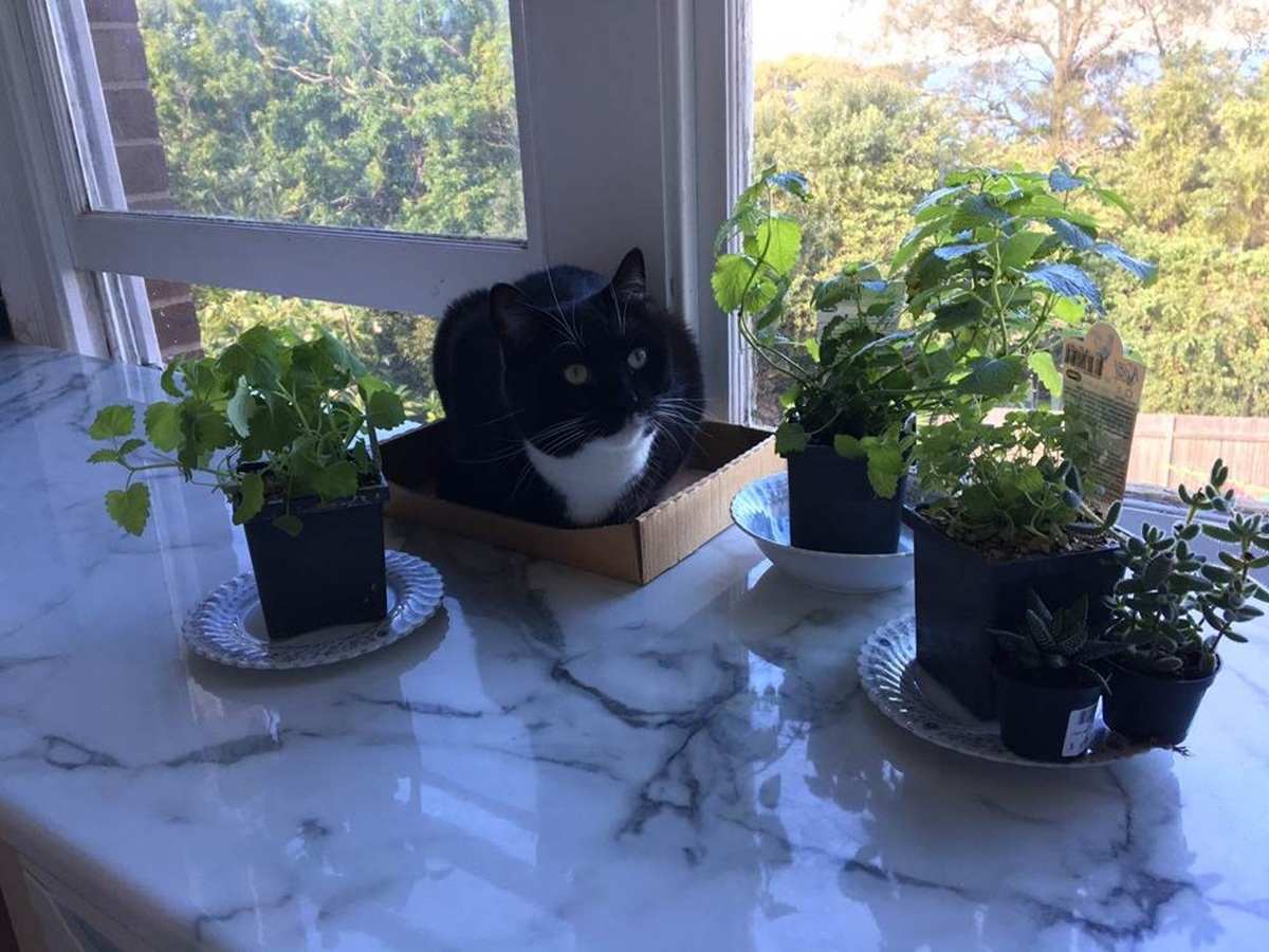 11 Ways to Prevent Your Cat from Peeing in the House