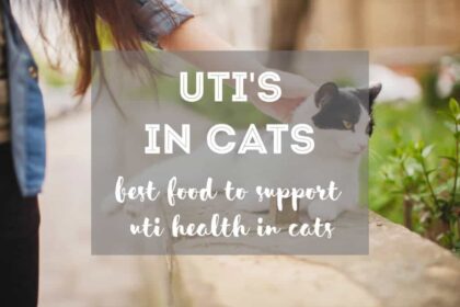 5 Best Cat Foods for Urinary Tract Health in Cats