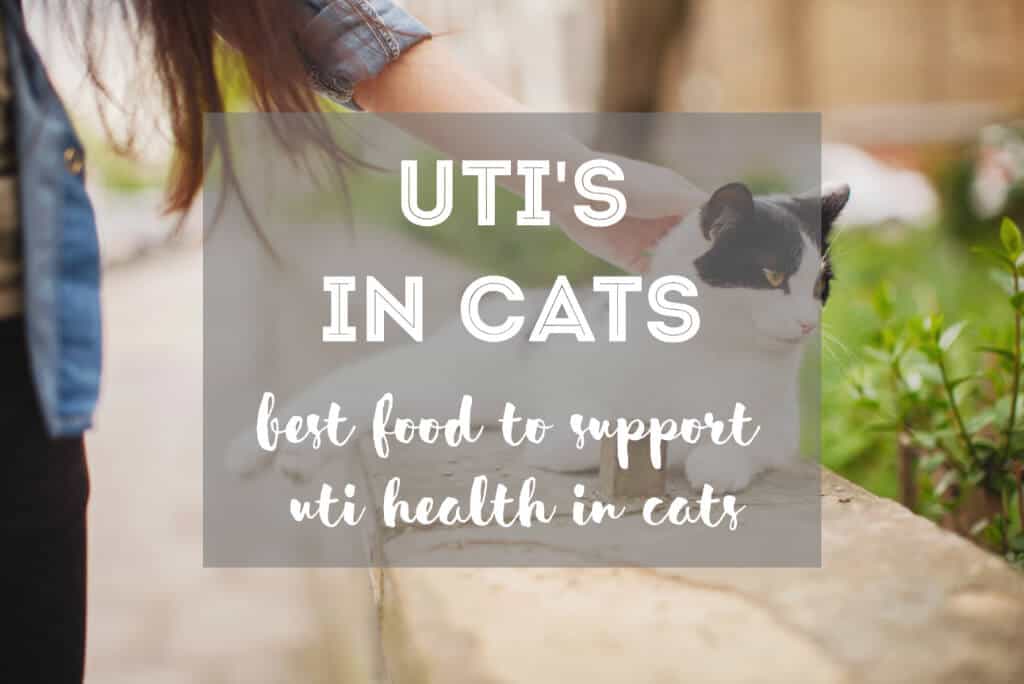 5 Best Cat Foods for Urinary Tract Health in Cats