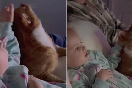 Cat Gets Gentle Pets From Little Girl While They Cuddle & Share Snacks