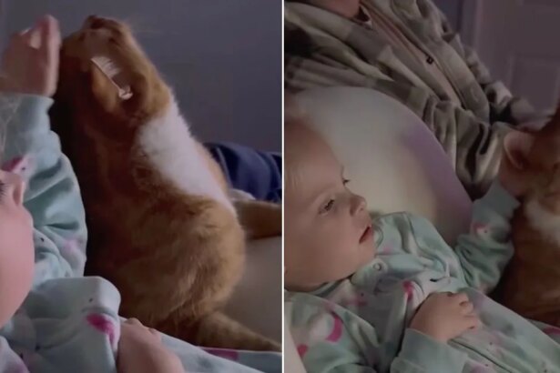 Cat Gets Gentle Pets From Little Girl While They Cuddle & Share Snacks