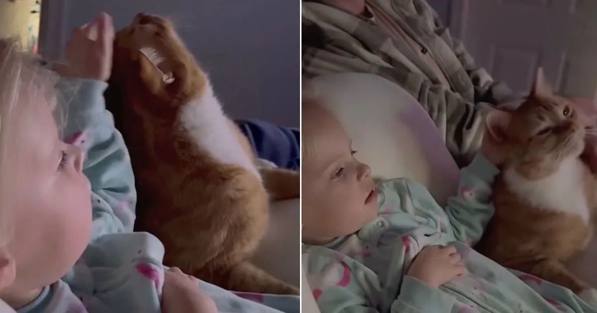 Cat Gets Gentle Pets From Little Girl While They Cuddle & Share Snacks
