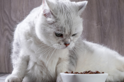 Best Dry Cat Food of 2024