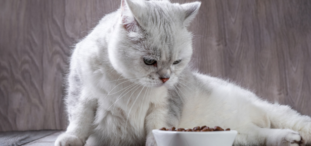 Best Dry Cat Food of 2024