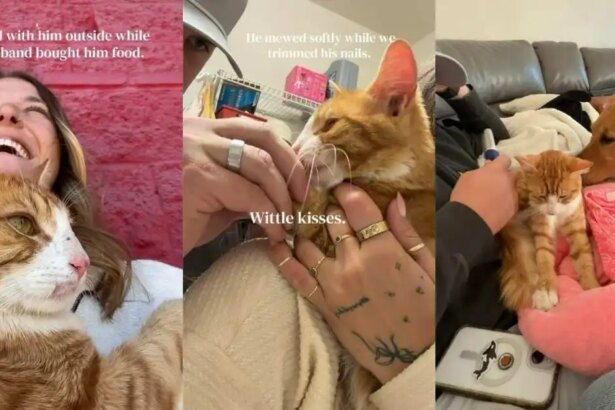 Cat Walks up to a Family on the Street Wanting Love & Isn’t Left Behind